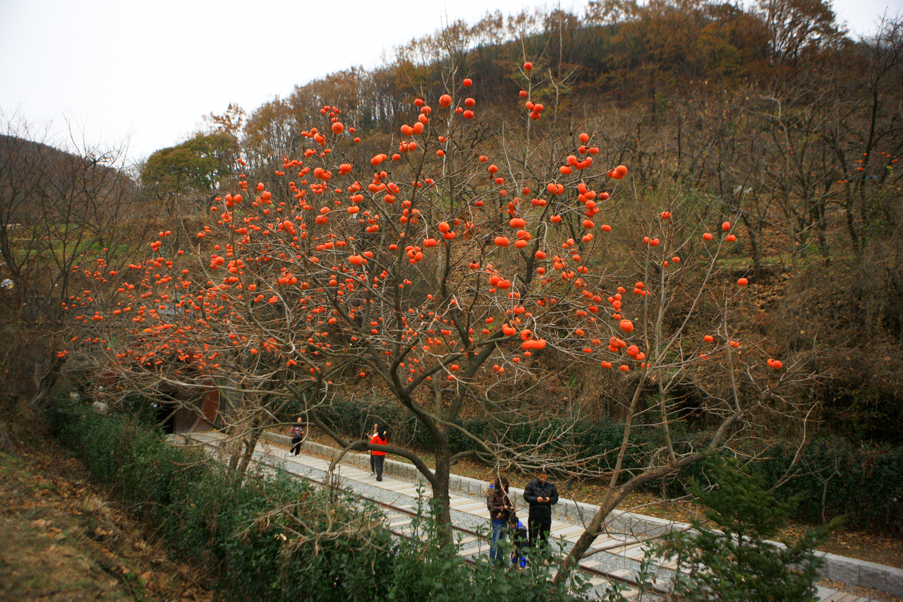 청도 와인터널 포토코리아 공식 사진
