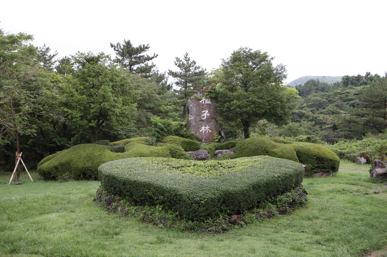 榧子林(비자림) representative photograph