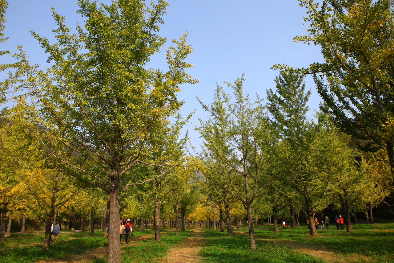 홍천 은행나무숲 representative photograph