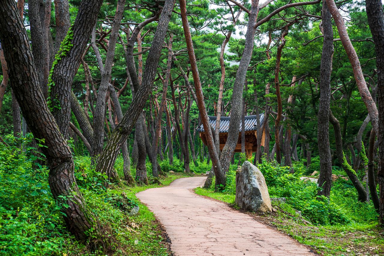 천년의 숲길