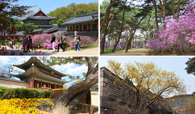 cherry blossoms in Seoul